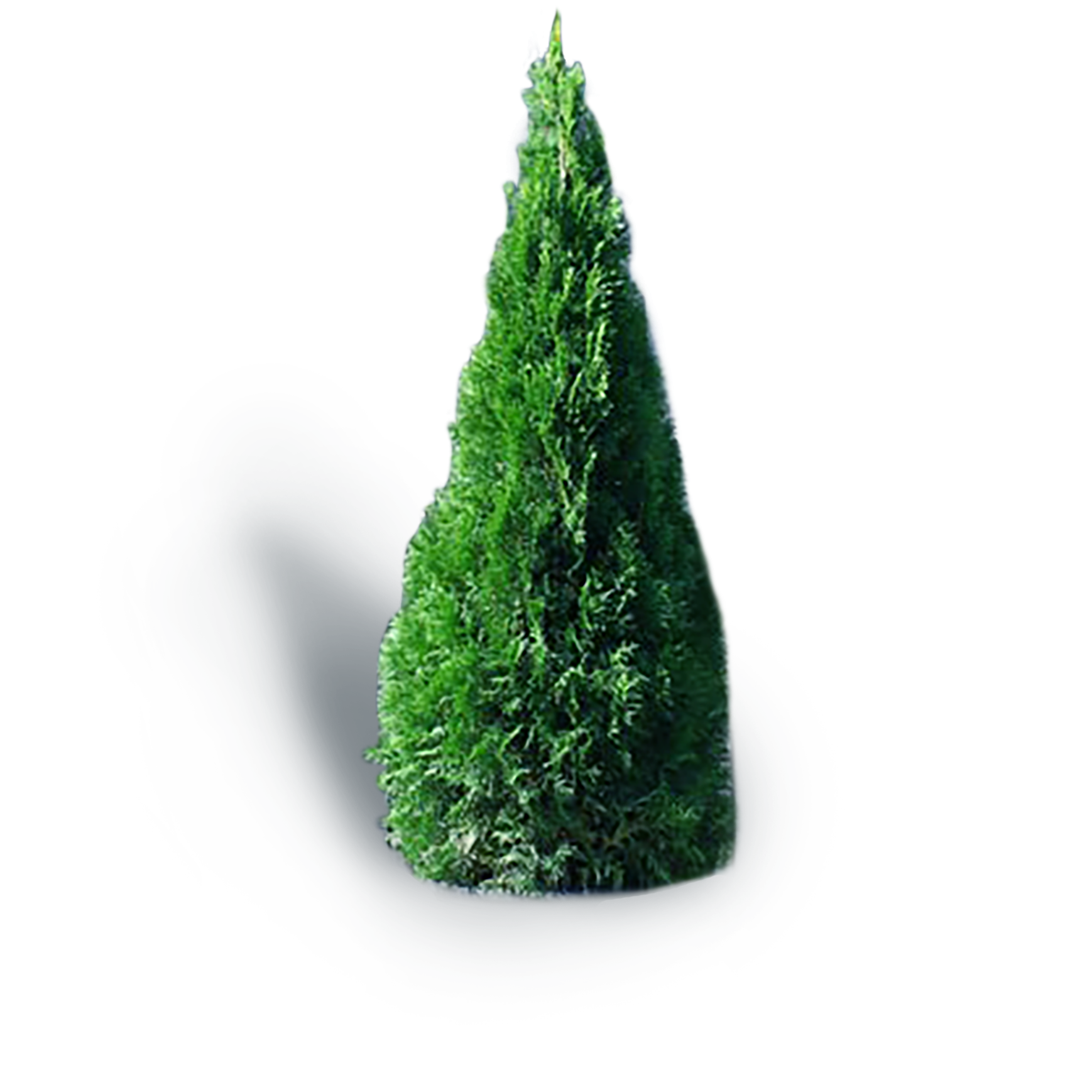 Cèdre Smaragd ‘Émeraude’