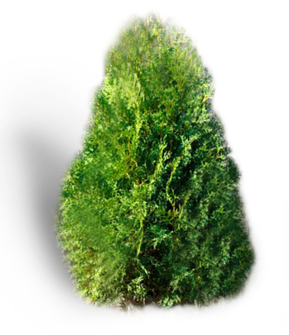 Cèdre Noir (cèdre à haie)