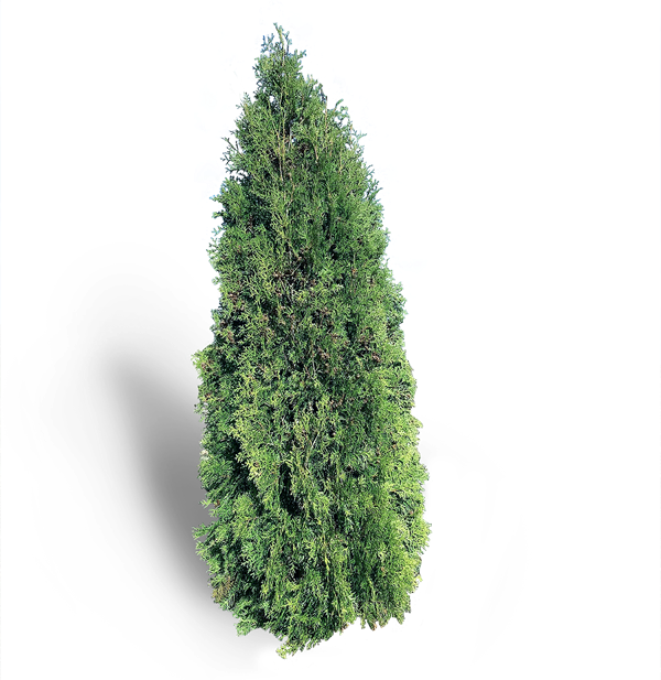 Cèdre Brandon (Fastigiata)